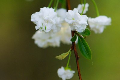 Spirea prunifolia - tavolník třešňolistý - květ